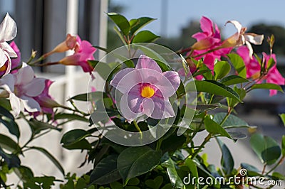 Dipladenia mandevilla pink flower in bloom, rocktrumpet ornamental tropical flowering plant Stock Photo