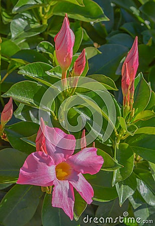 Dipladenia, Mandevilla Sanderi, is a annual shrub. With showy pink, red, raspberry splash blooms in Glendale, Maricopa County, Ari Stock Photo