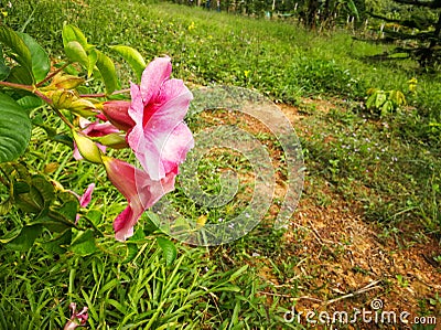 Dipladenia sanderi , Brazilian jasmine, pink flowers blooming in the garden on natural background. Stock Photo
