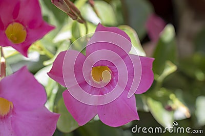 Dipladenia sanderi flower close up shoot. Stock Photo