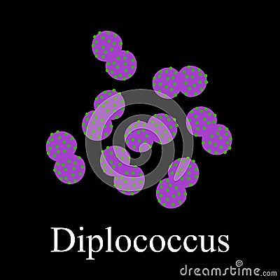Diplococci structure. Bacteria diplococcus. Infographics. Vector illustration on isolated background Vector Illustration