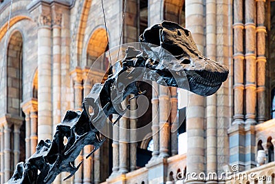 Diplodocus Fossil Skeleton Editorial Stock Photo