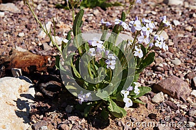 Diplotaxis acris or Desert Rocket in bloom in Arava desert, focus on a flower Stock Photo