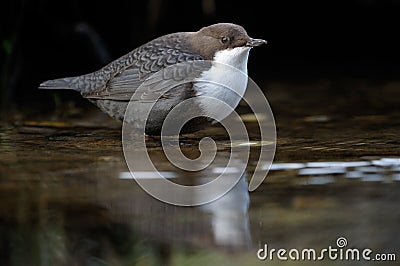 Dipper Stock Photo