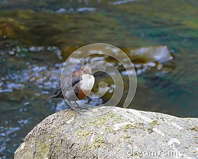 Dipper aquatic bird. Stock Photo