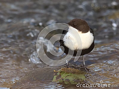 Dipper - Cinclus cinclus Stock Photo