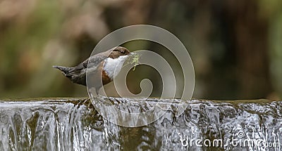 Dipper on a waterfall Stock Photo