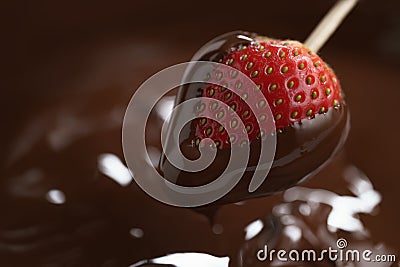 Dipping strawberry into dark premium chocolate Stock Photo