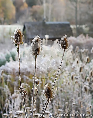 Dipsacus fullonum or teasel plants at sunrise. Stock Photo