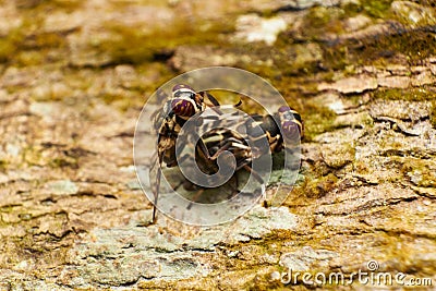 Diptera flies Stock Photo