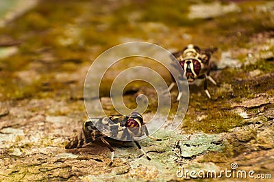 Diptera flies Stock Photo