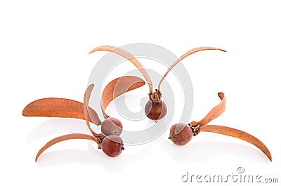 Dipterocarpus alatus Roxb. Seeds Stock Photo