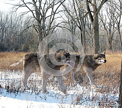 Dire Wolves Hunting Together Cartoon Illustration