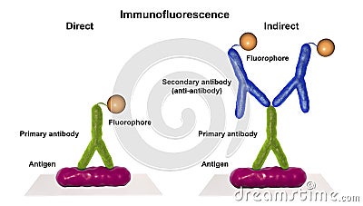 Direct and indirect immunofluorescent reactions RIF Cartoon Illustration