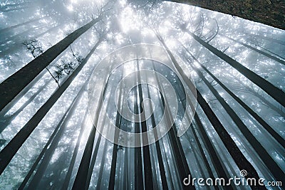 Direct sunlight through Japanese Cedar Trees with fog in the forest in Alishan National Forest Recreation Area in winter. Stock Photo