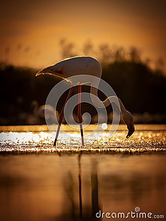 Direct view of pink flamingo Stock Photo