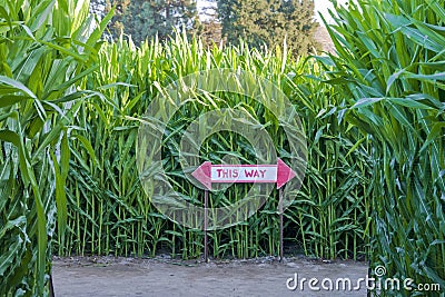 Corn maze with directional sign Stock Photo