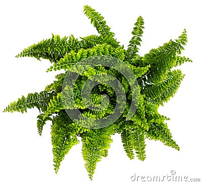 Directly above shot of nephrolepis fern isolated on white Stock Photo