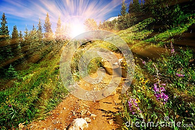 Dirt hiking trail winds through a meadow full of colorful wildflowers with the bright light of sunlight shining through the forest Stock Photo