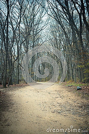 Dirt hiking trail through woods Stock Photo