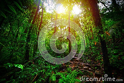 Dirt path in Basse Terre jungle at sunset Stock Photo