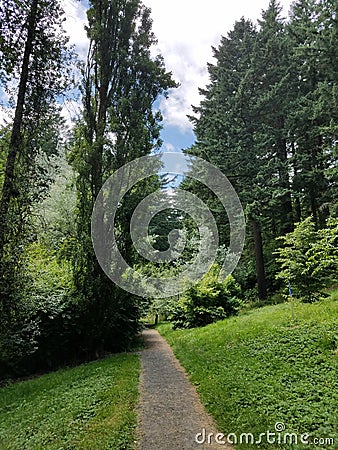 Dirt path into a forest Stock Photo