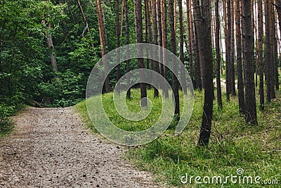 A dirt path leading through the trees in a forest Stock Photo