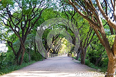 Dirt path in Puerto Mader ecological reserve, framed by trees Stock Photo