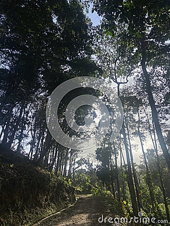 Dirt path winding through a beautiful tropical rainforest in the Caribbean. Stock Photo