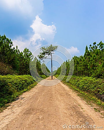 Dirt pathway and alone pine tree nature background Stock Photo