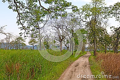 Dirt Road in an Asian Forest Stock Photo