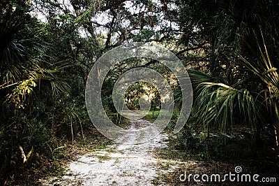 Dirt road backdrop of subtropical forest jungle Stock Photo