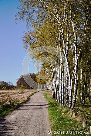 A dirt road and birch coppice in spring Stock Photo