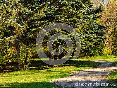 A dirt road bypasses a group of spruces Stock Photo