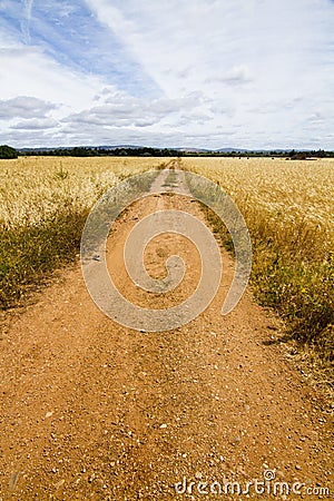 Dirt road on cereal meadow Stock Photo