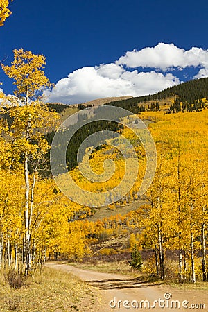 Dirt Road Through Colorado Aspen Forest In Fall Stock Photo