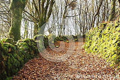 Dirt road covered by leaves surrounded by trees. Stock Photo