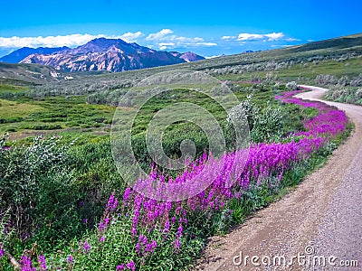 Denali national park Stock Photo