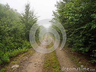 Dirt Road Through Foggy Forest in Maine Stock Photo