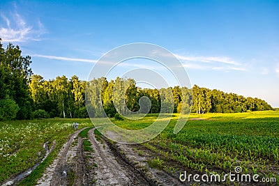 Dirt road at forest edge Stock Photo