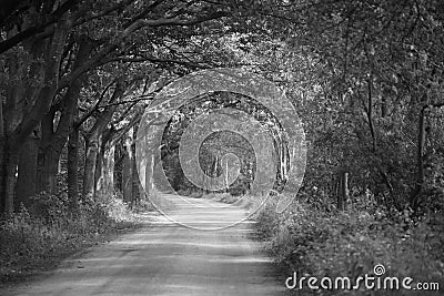 Dirt road Stock Photo