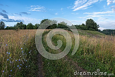 Dirt road going up the meadow overgrown with tall grass Stock Photo