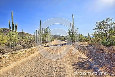 Dirt Road, Inside Saguaro National Park Stock Photo