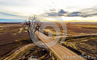 Dirt road intersection with lone tree Stock Photo