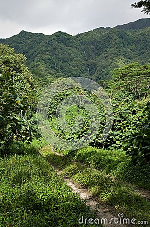 Dirt Road through the jungle in Raiatea, Tahiti Stock Photo
