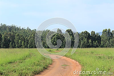 Dirt road leading into forest in Mlilwane, Swaziland, Africa Stock Photo