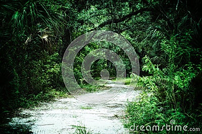 Dirt road leading into subtropical wilderness Stock Photo