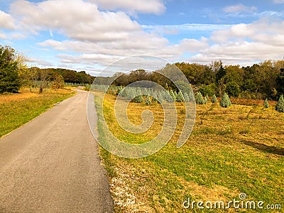 Dirt Road leading to Little Christmas Trees growing in a row on a Farm Stock Photo