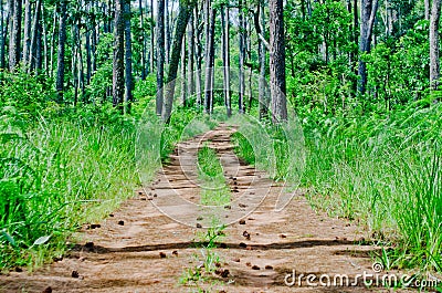 The dirt road leading to the pine forest Stock Photo