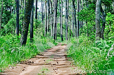 The dirt road leading to the pine forest Stock Photo